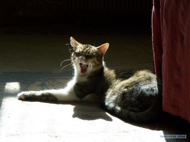 Котовторник 10.04.2012
