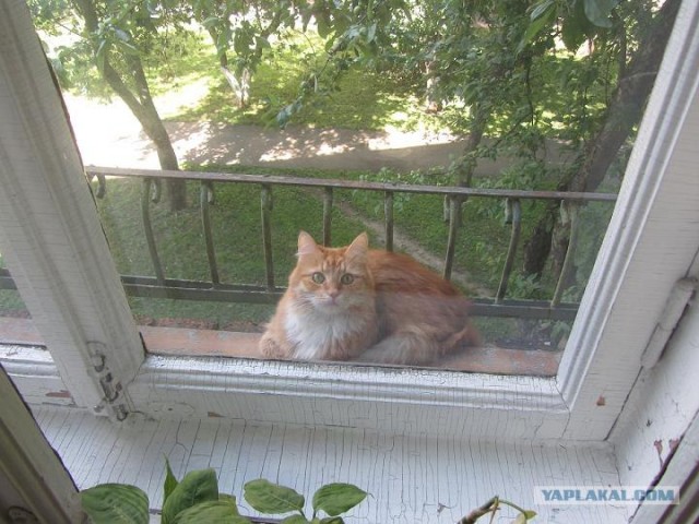 Котовторник 07.08.2012