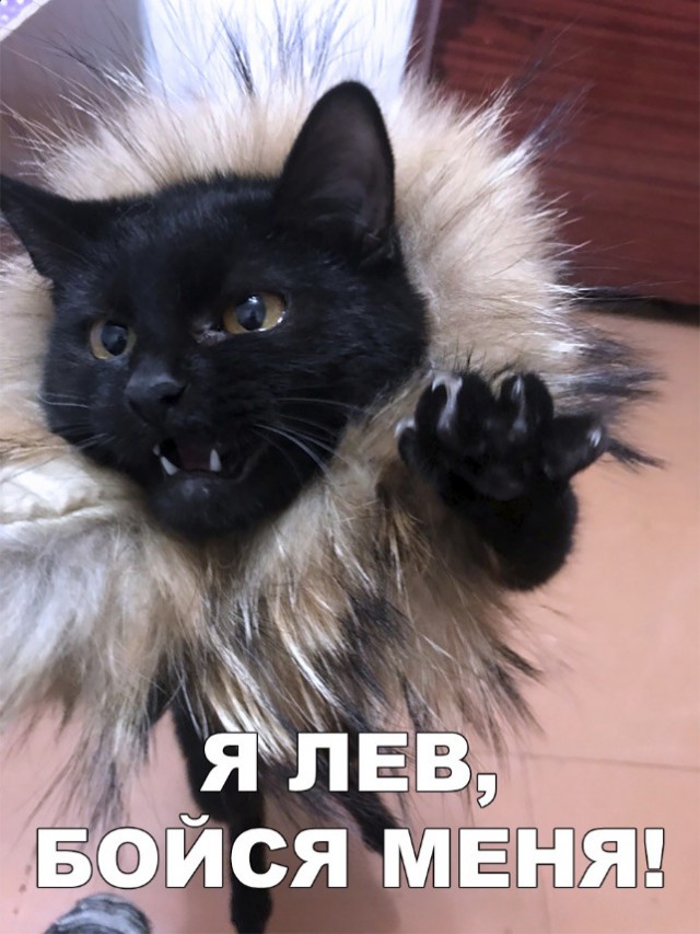 Нестандартный юмор