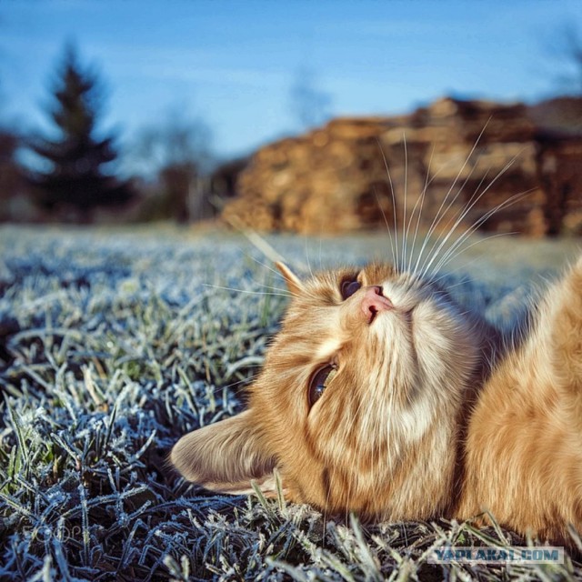 S-котство