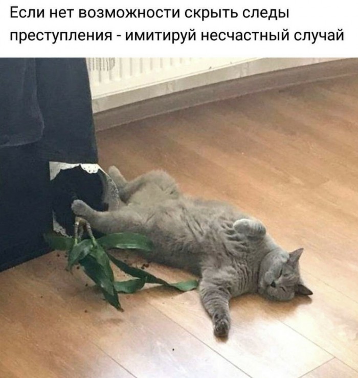 Картинки с котами и про котов