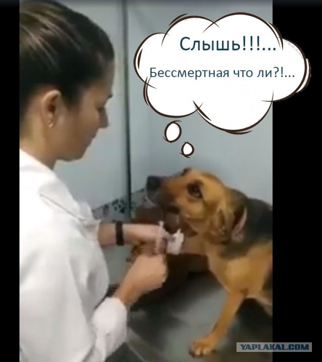 Терпеливая собака на приеме у ветеринара