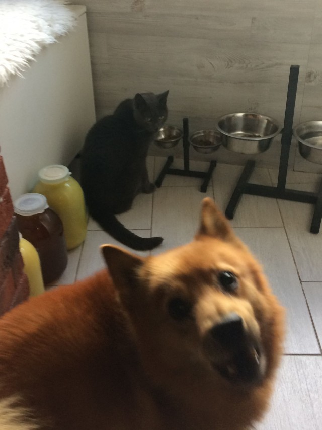Уже не котовторник, но еще и не собакочетверг