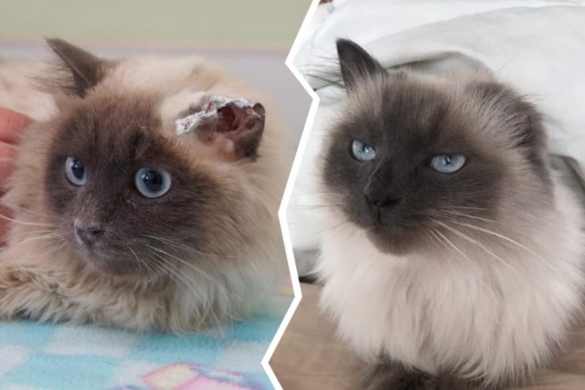 Котовторнику посвящается!