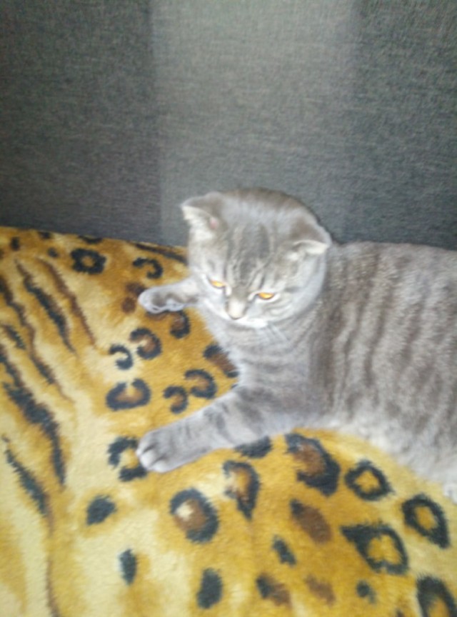 Котики