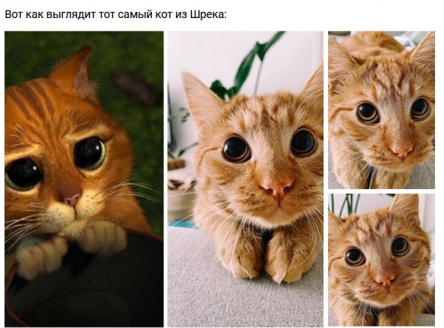 Дебилизмы из сети 8.02.21