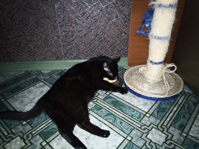 Котовторник 09.02.21. Свежие котики от Нарвского.