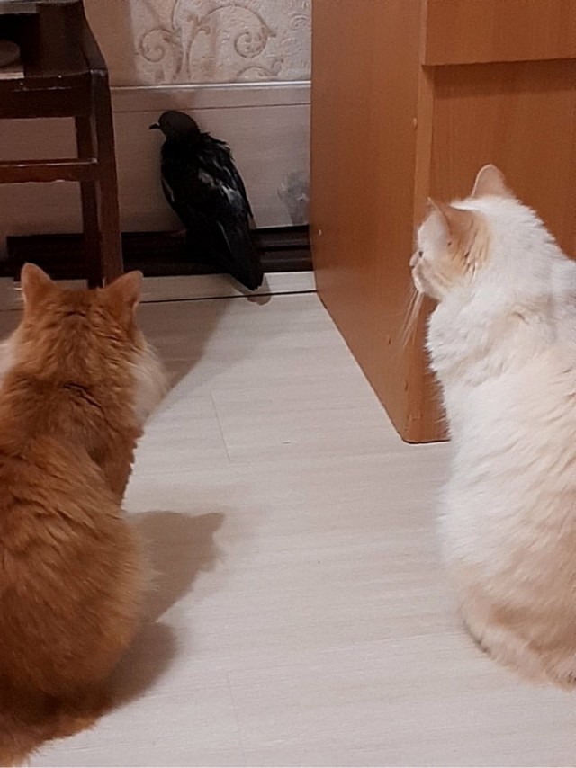 В Челябинской области собака выхаживает брошенного котёнка