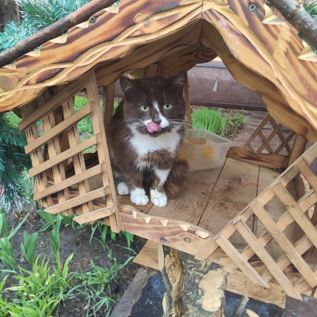 С котовторником!
