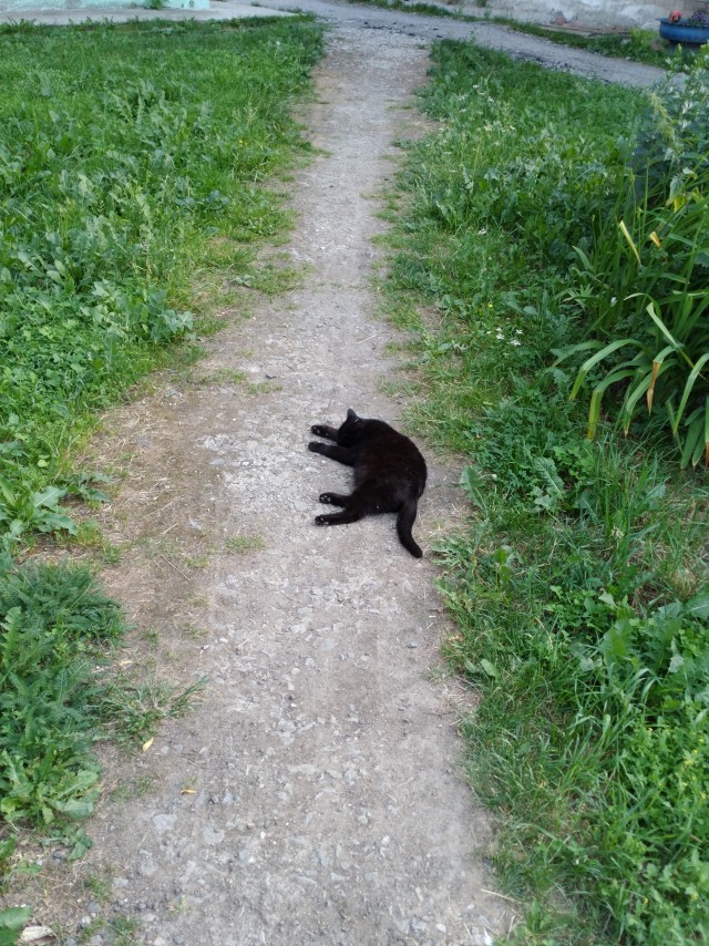 Хоба! Котовторник!