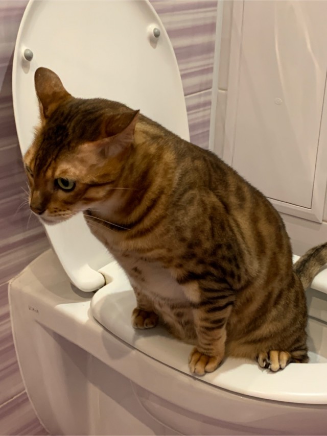 Как приличные котэ ходят в туалет