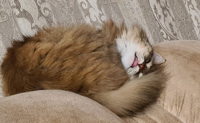Солнце котовторника уже встало, Господа!