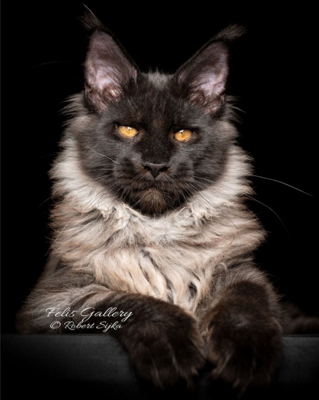 Кот Мейн-кун: царь домашних кошек!