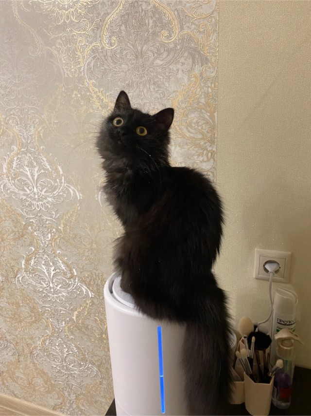 Кошачья баня