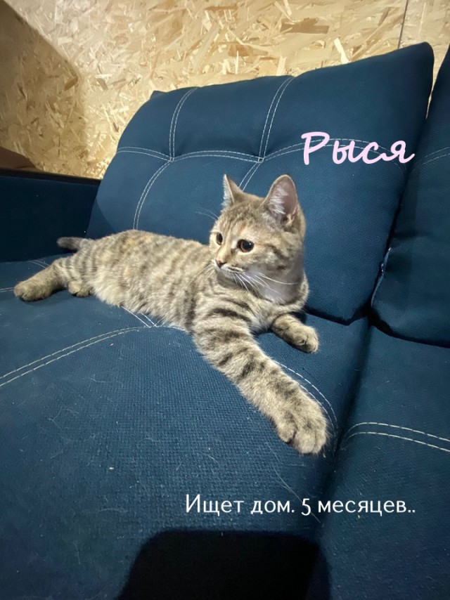 Жизнь домашнего приюта "Котоленд" 322