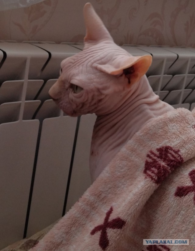Кошка в тепле