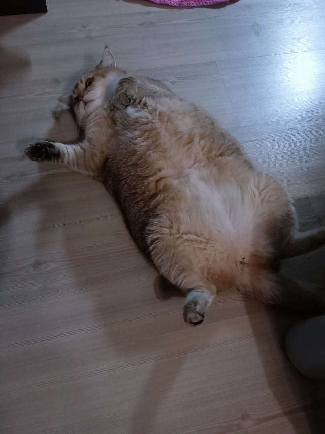 А ваши котейки че счас делают?