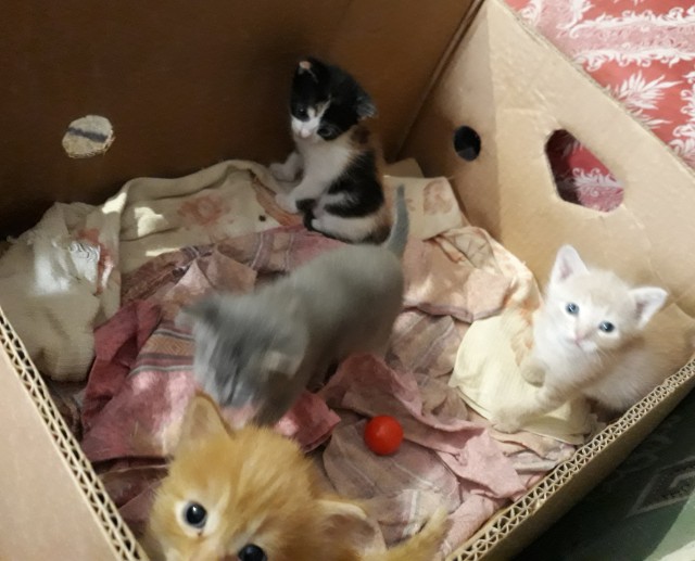 Котоферма