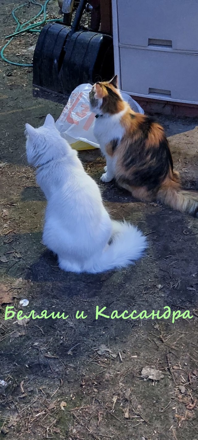 Жизнь домашнего приюта "Котоленд" 335