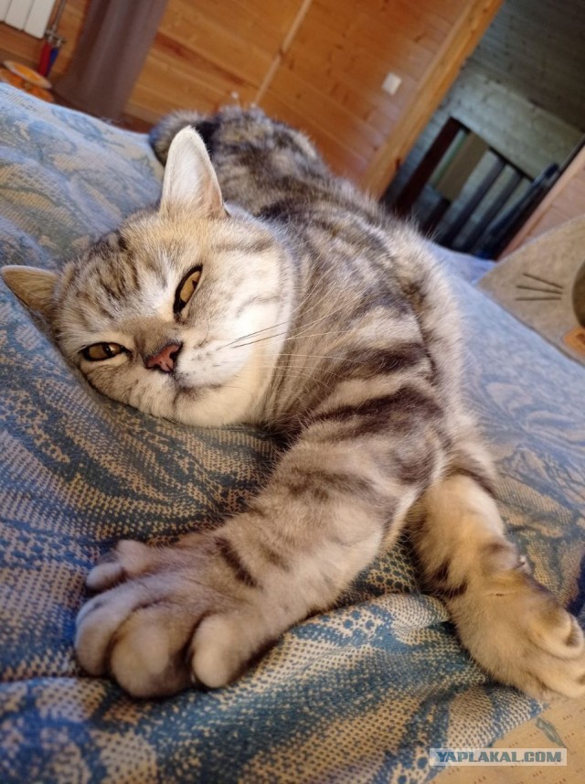 Начну котовторник чуть раньше!