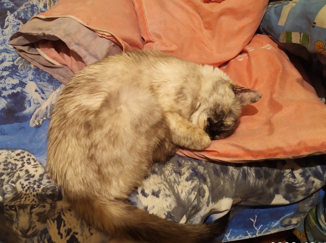 Я принес тебе дохлую мышь...