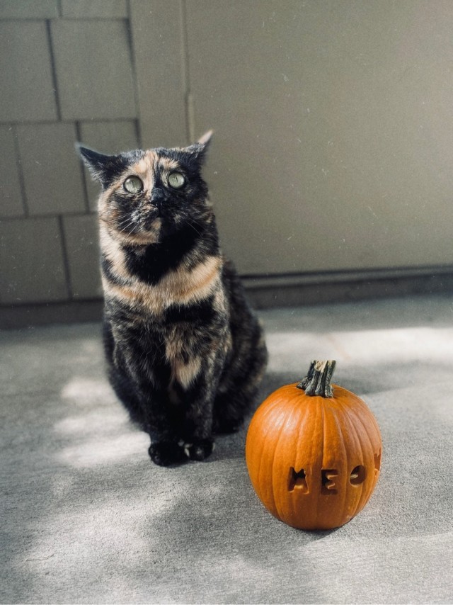 Котовторник 1.11.22