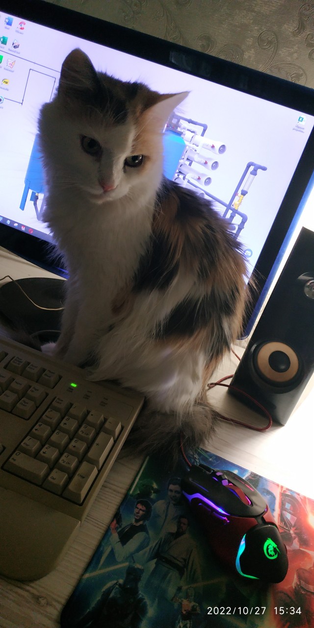 Кот с лампой