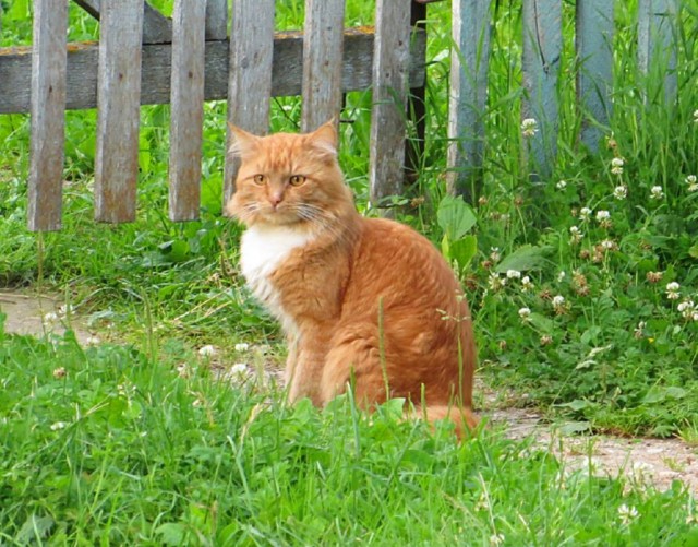 Про кота Марфу