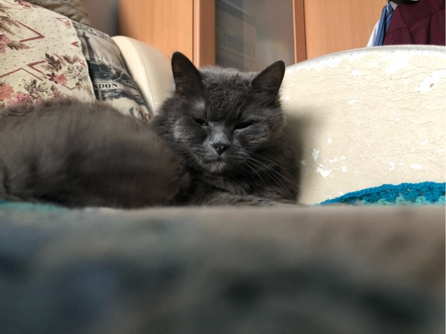 Почему грустят котики?