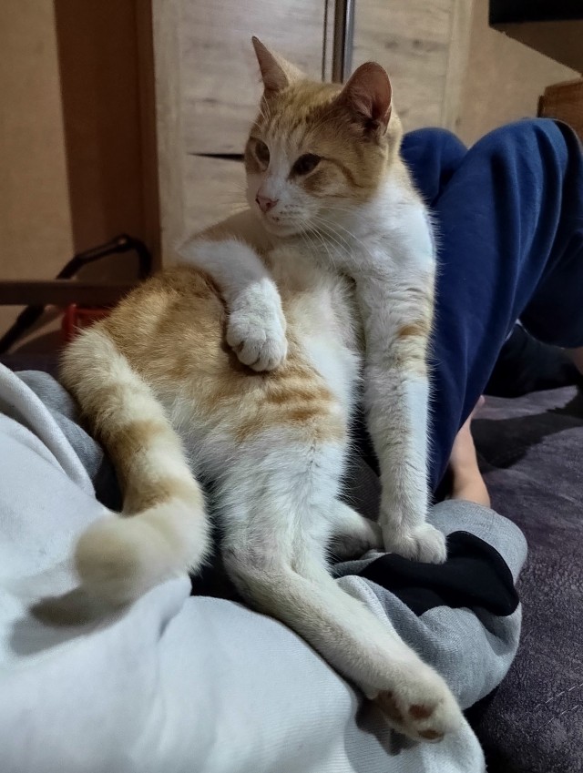 Ржавая кошка: Убийца с ладошку. Вдвое меньше обычного кота, но настоящие берсерки в плане охоты