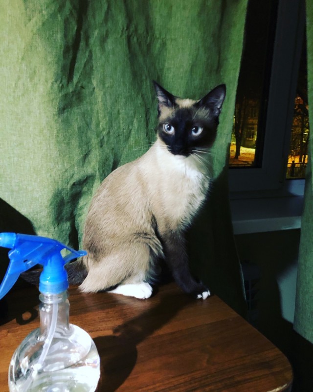 Кошка из Игры престолов