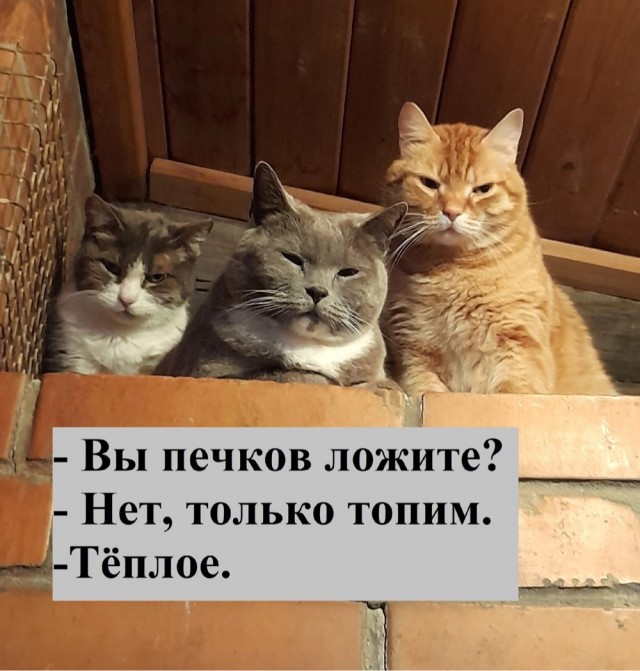 Весёлый полтишок 21.03.23