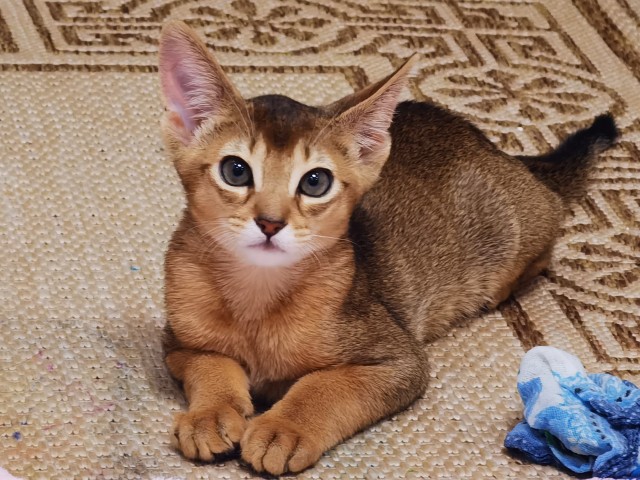 Котовторнику посвящается!