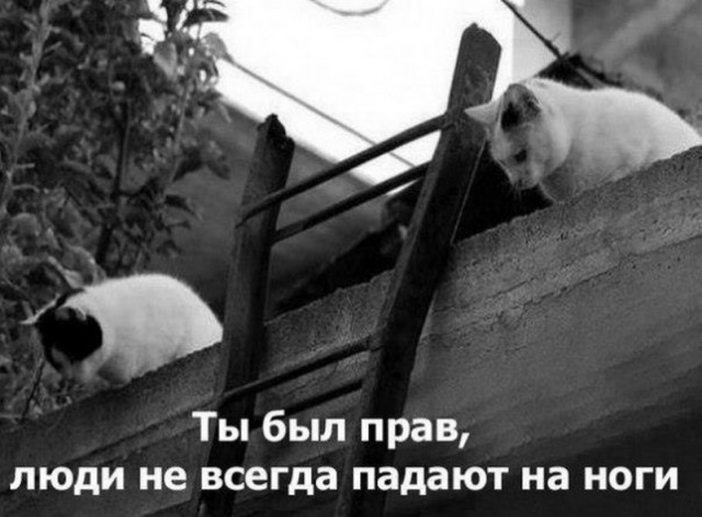 Жители Зеленограда организовали спецоперацию по спасению котёнка, который не мог слезть с дерева