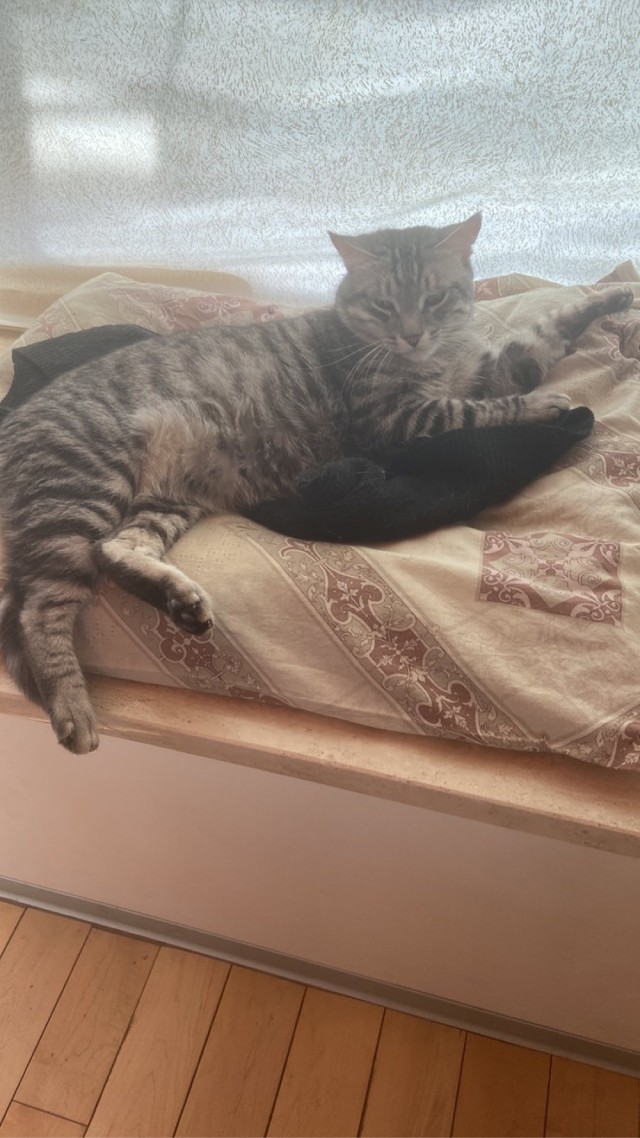 Котовторник
