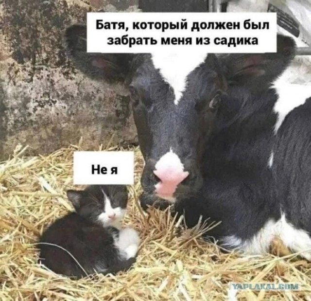 Жить ли с РСП?