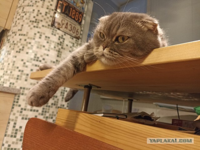 Просто фотопортрет моей кошки к котовторнику