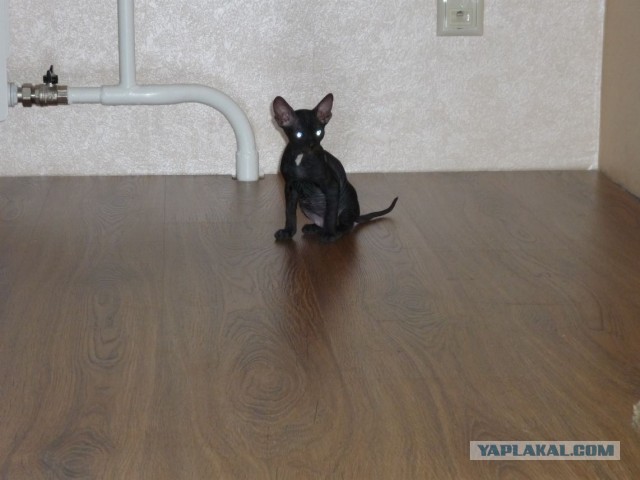 Котовторник 16.04.2013
