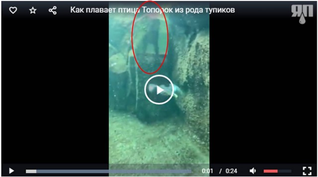 Как плавает птица Топорок из рода тупиков