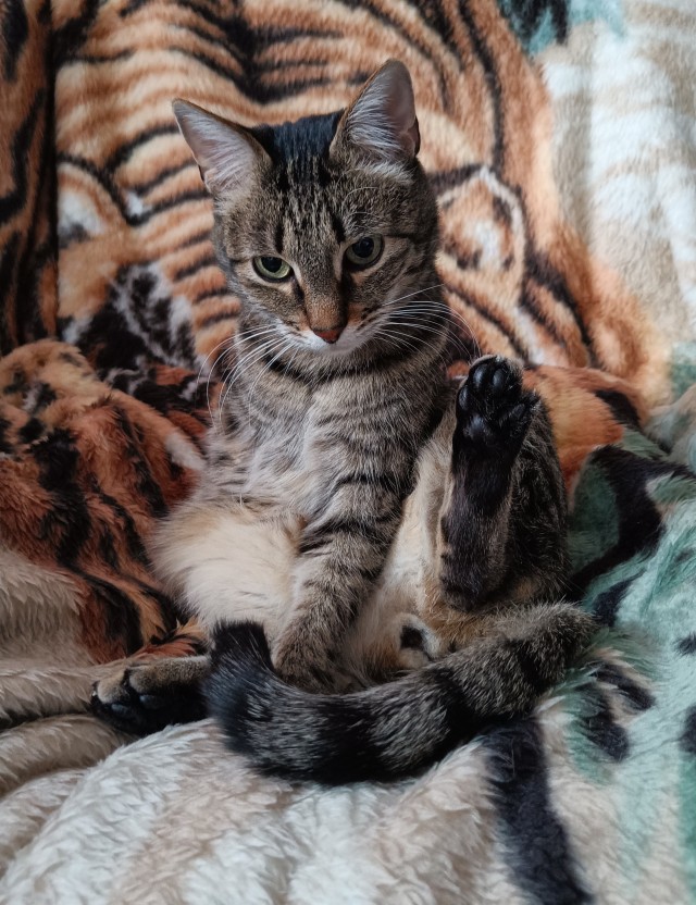 Всем кота за мой счёт. Я настаиваю