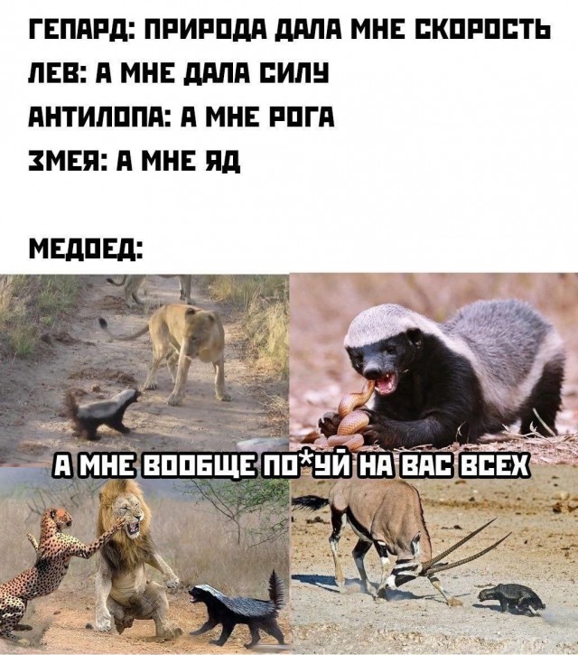 Никакие картинки