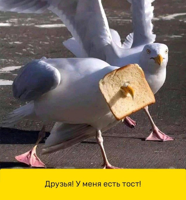 Немного забавных картинок