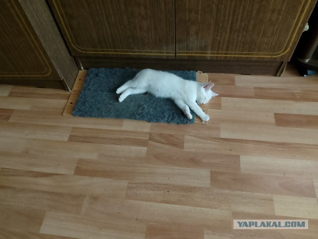 История одного котенка