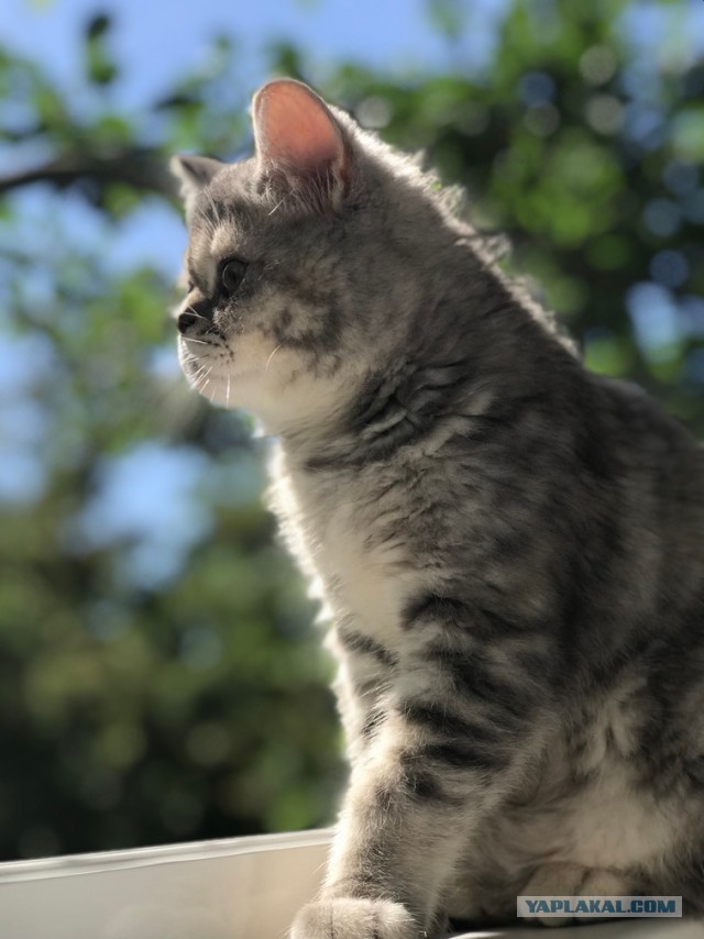 Котовторник 05/11/2024