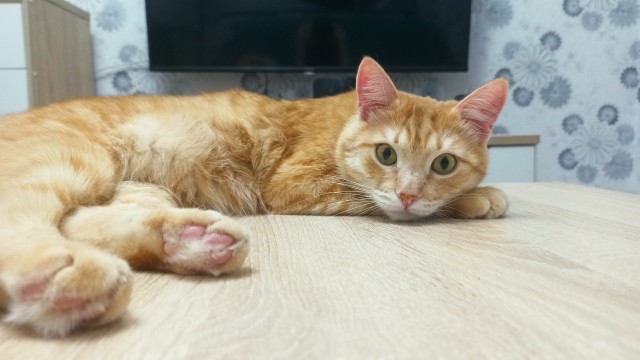 Котовторник!