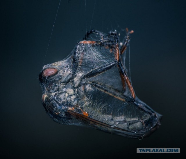 Объявлены победители конкурса World Nature Photography Awards 2025