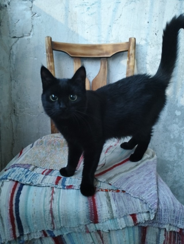 Трех котят нашли на помойке в Красном Селе