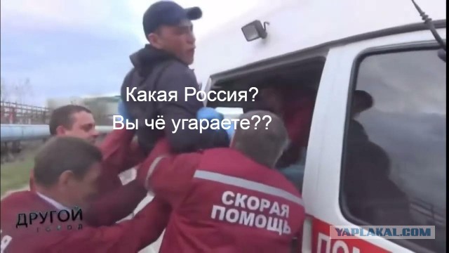 Котёнок с Мальдив нашёл новый дом в России. Кроха прибился к российским туристам, которые взяли его с собой в Москву