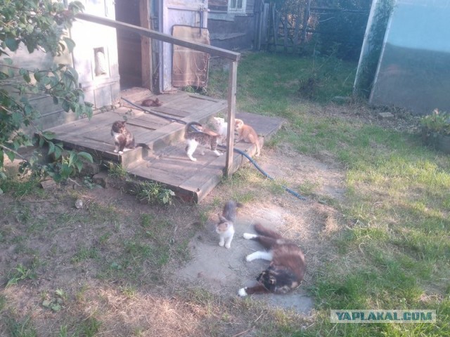 Жизнь домашнего приюта для котеек 554