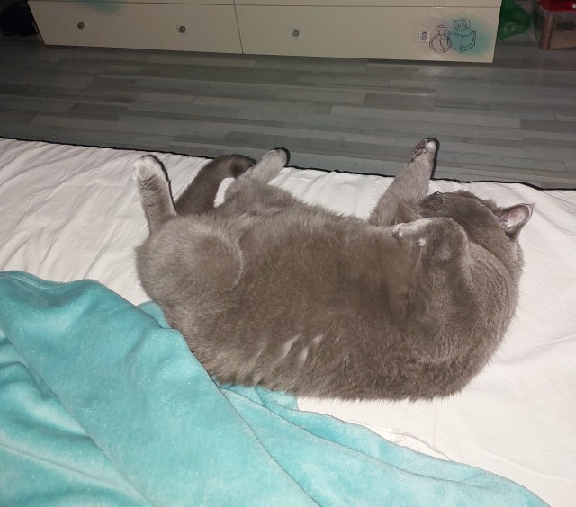 Котэ с дефицитом внимания